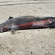 Illustration for article titled Worlds rarest whale is finally seen for the first time